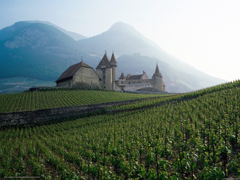 Castle in Vineyard — Green, Serene, Morning