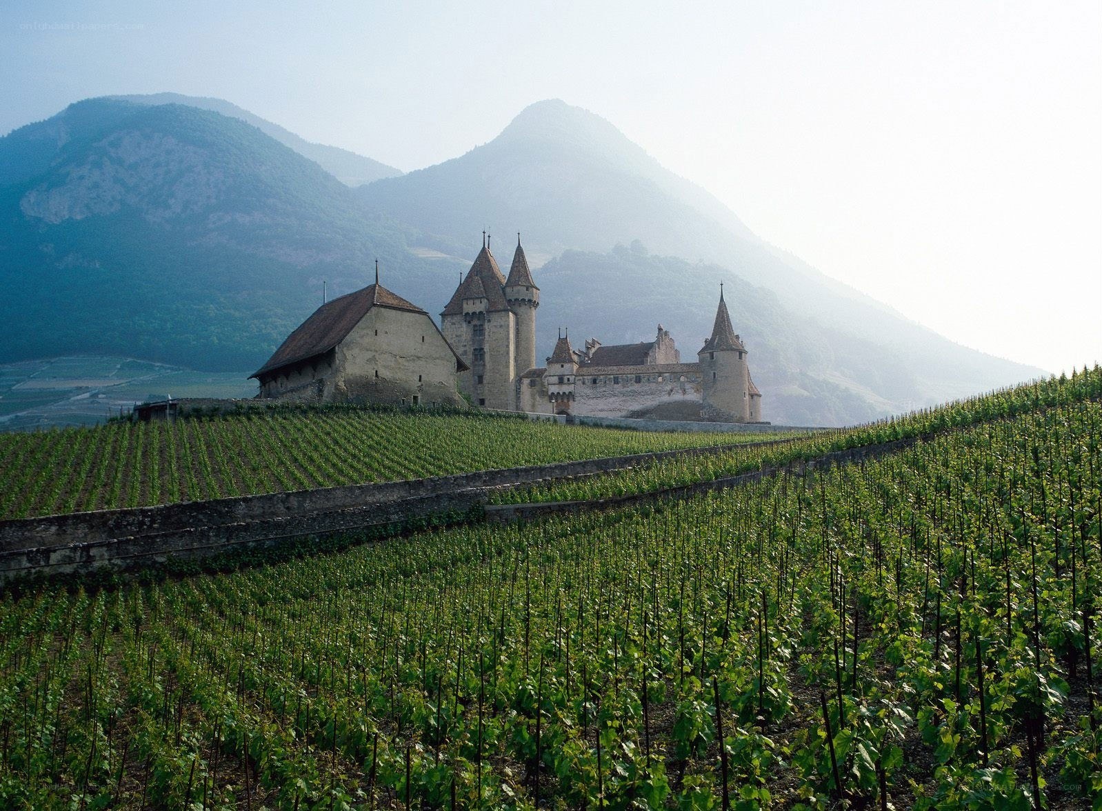 Castle in vineyard landscape