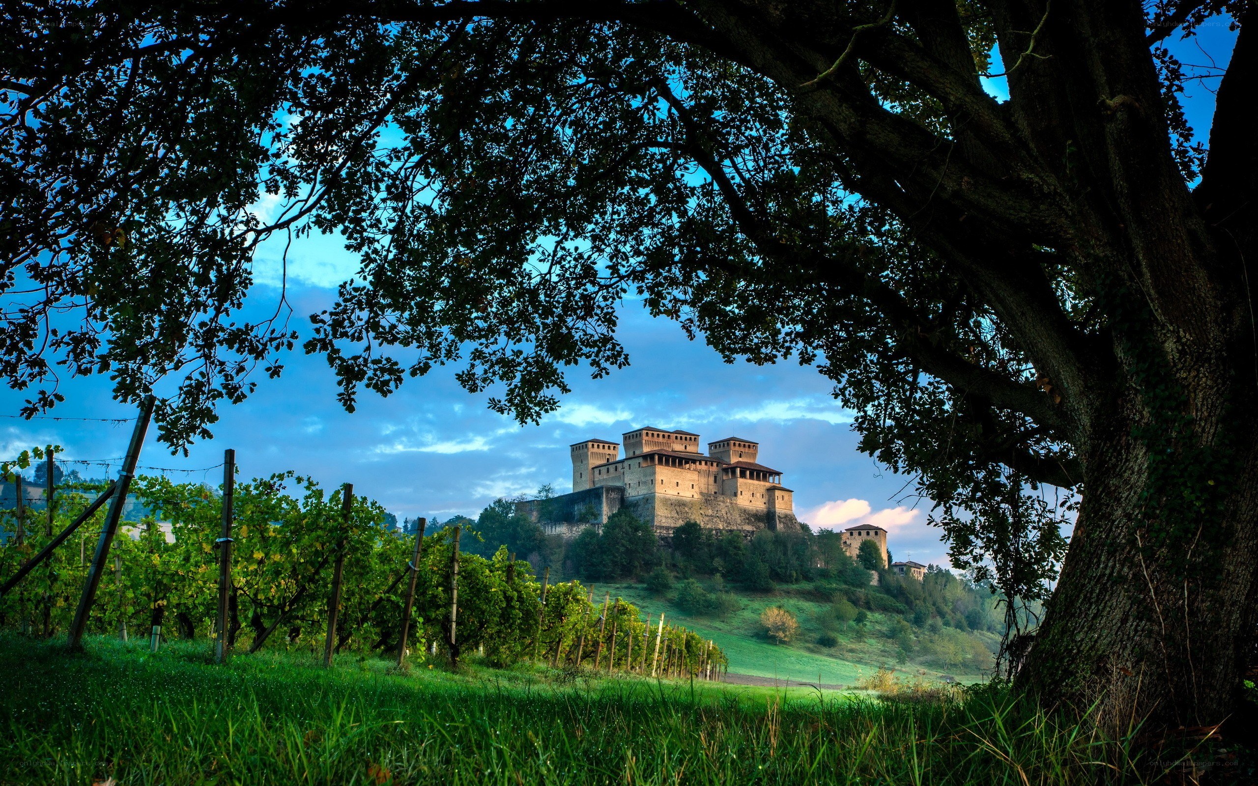 Castle in vineyard landscape