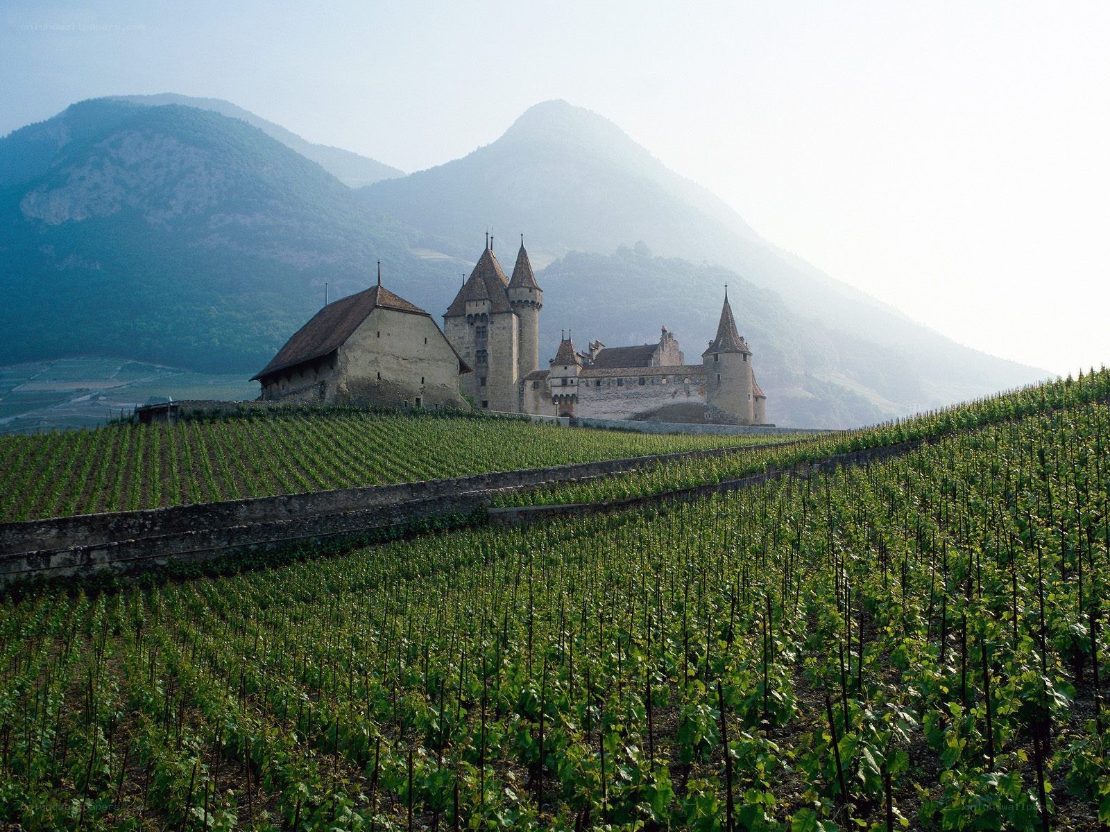 Castle in vineyard landscape