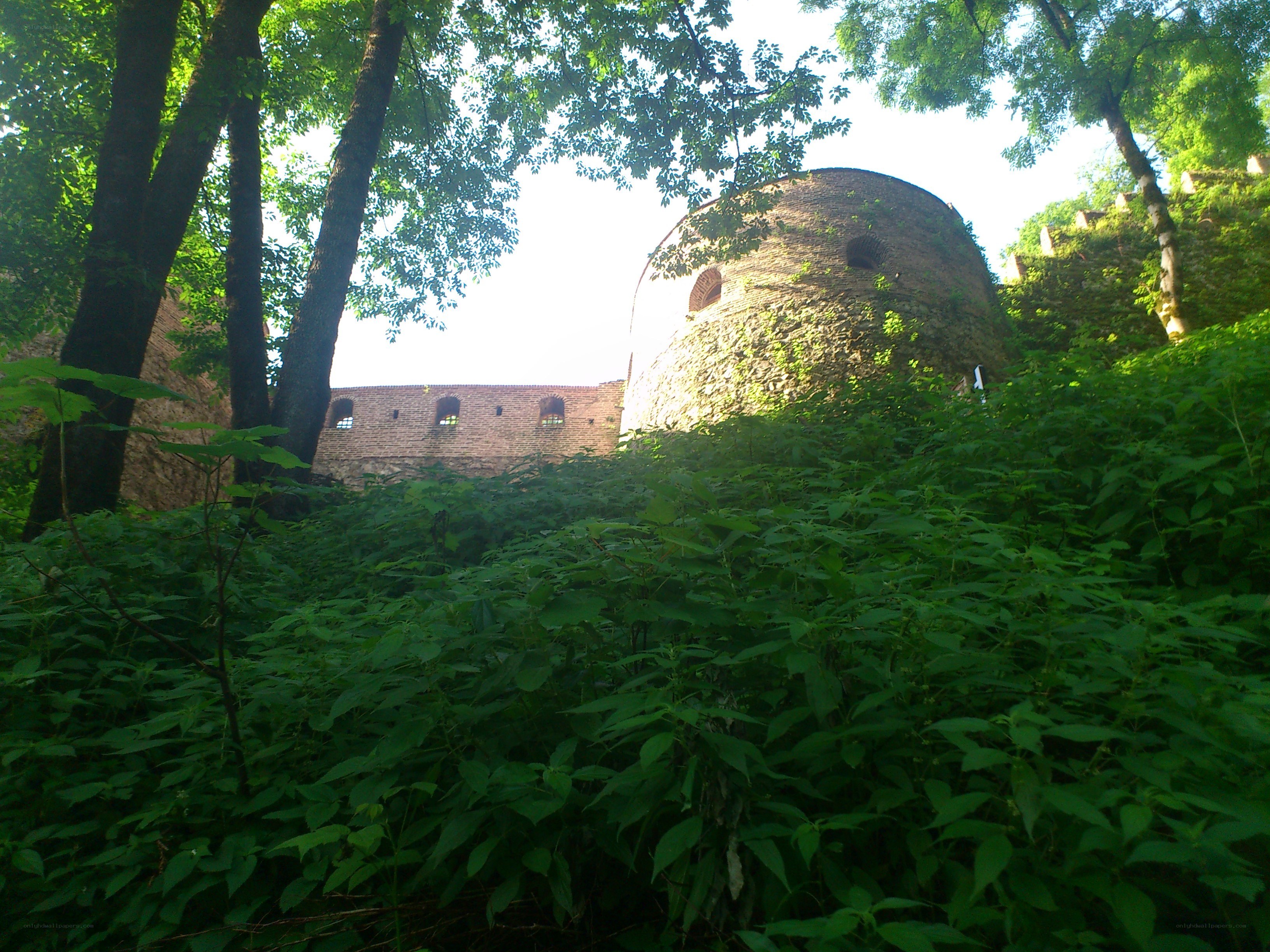 Castle ruins in overgrown forest