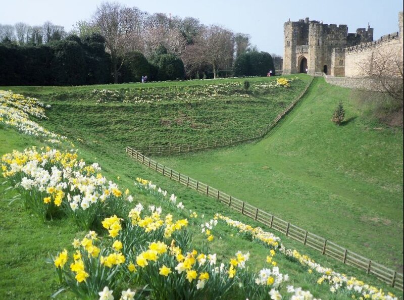 Castle with Daffodils