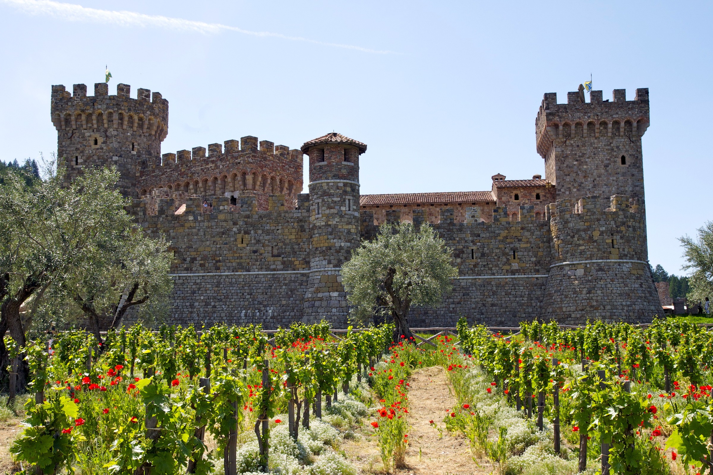 Castle with vineyard in foreground