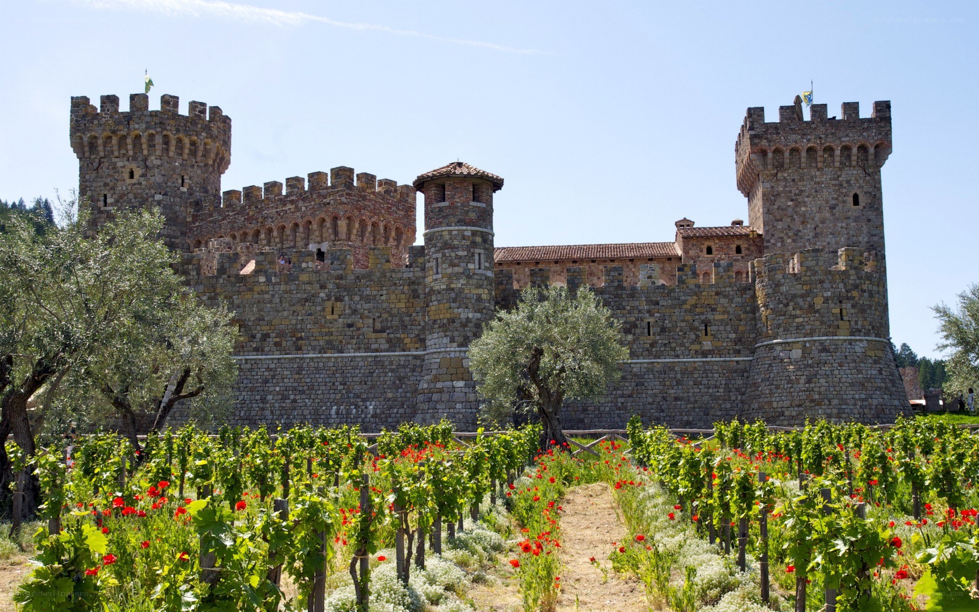 Castle with vineyard in foreground