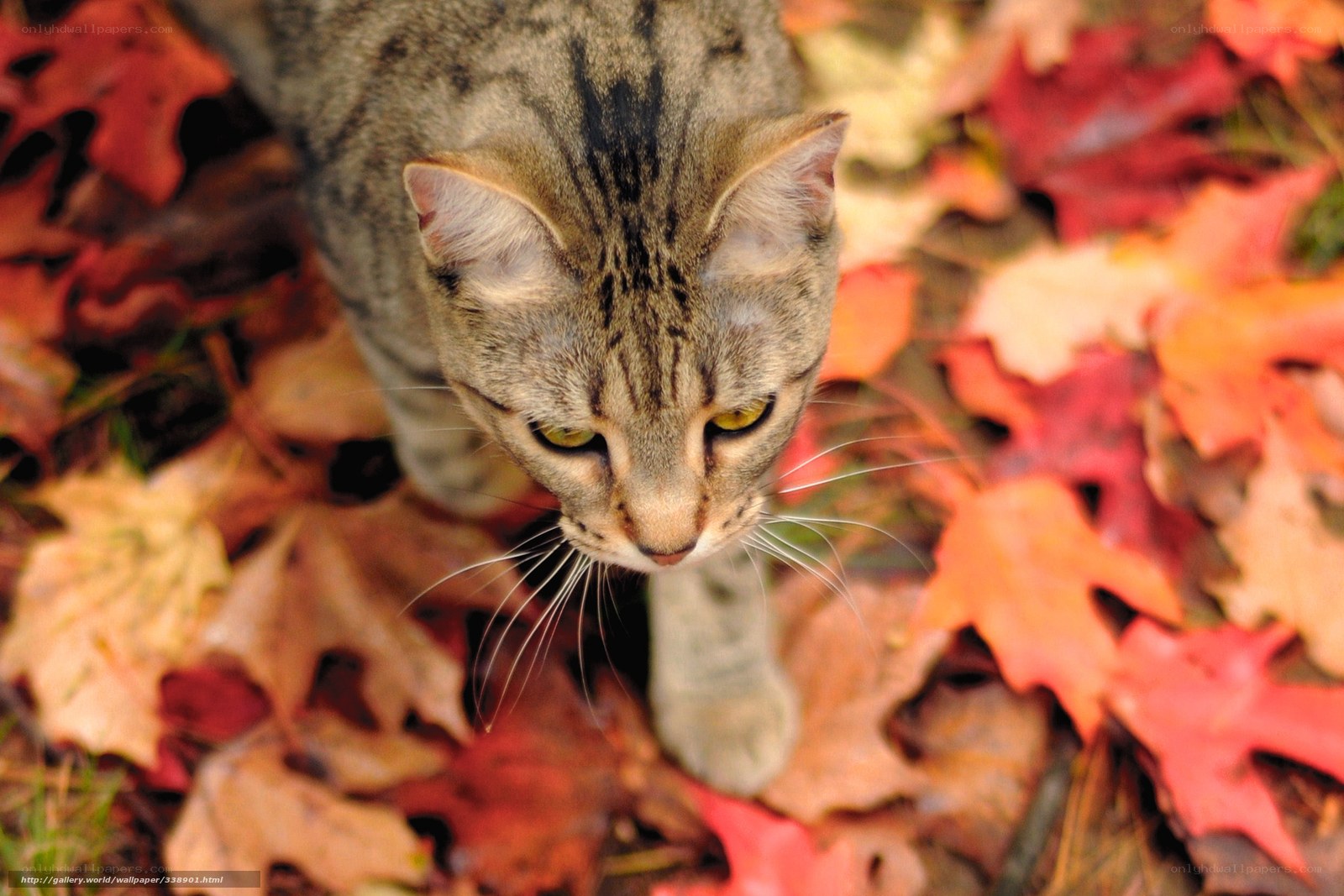 cat among autumn leaves
