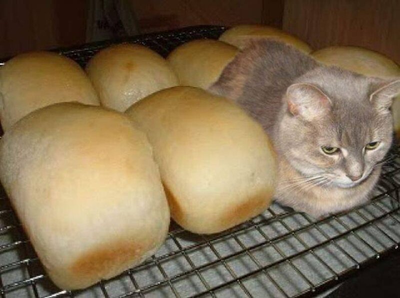Cat Among Bread Rolls