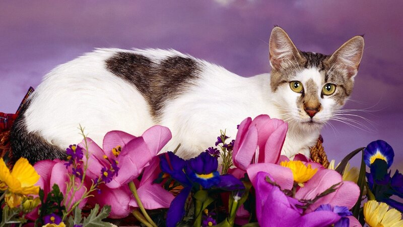 cat among colorful flowers