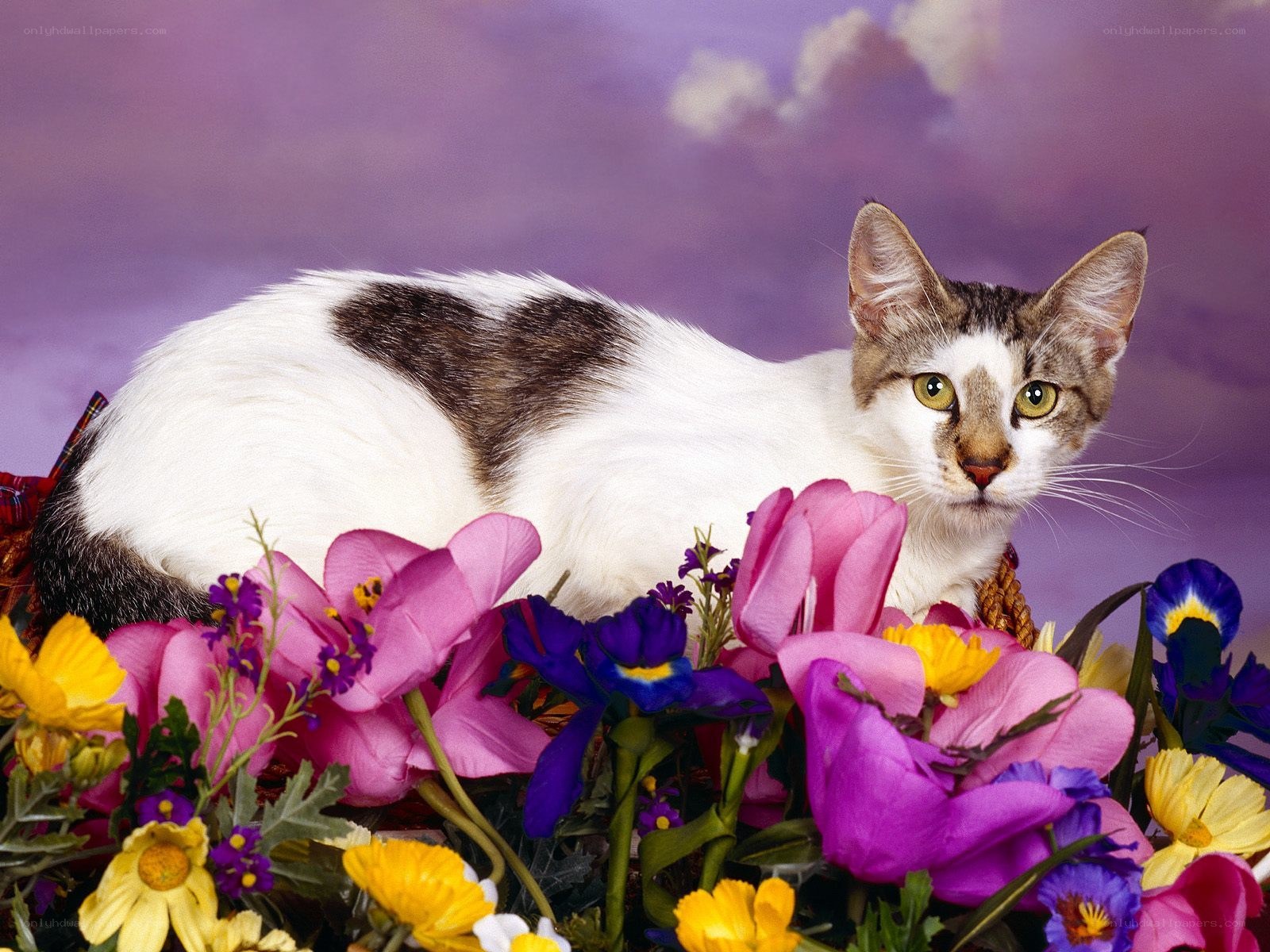 cat among colorful flowers