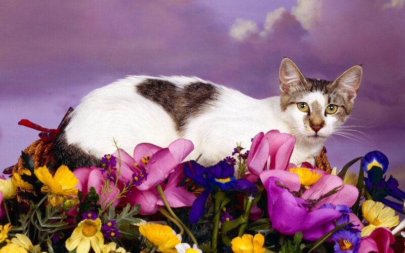 cat among colorful flowers