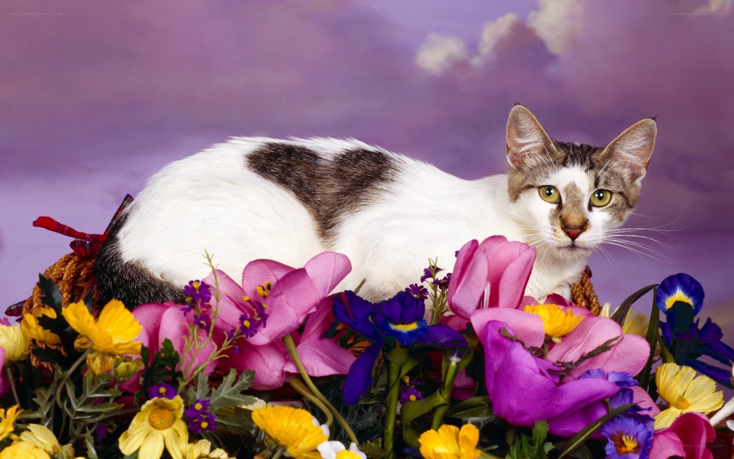 cat among colorful flowers