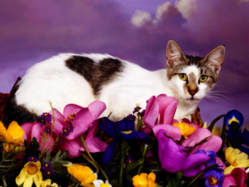 Cat Among Flowers — Purple, Calm, Photograph, Purple Background