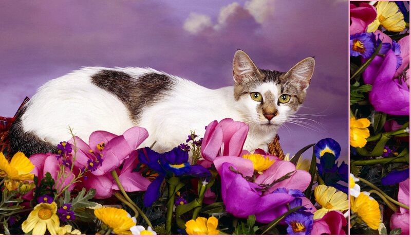 Cat Among Flowers — Purple