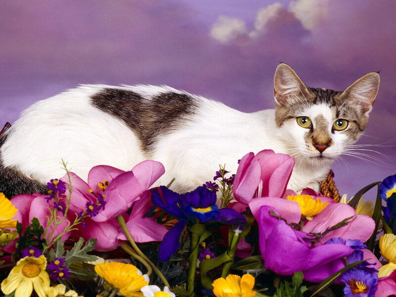 Cat Among Flowers