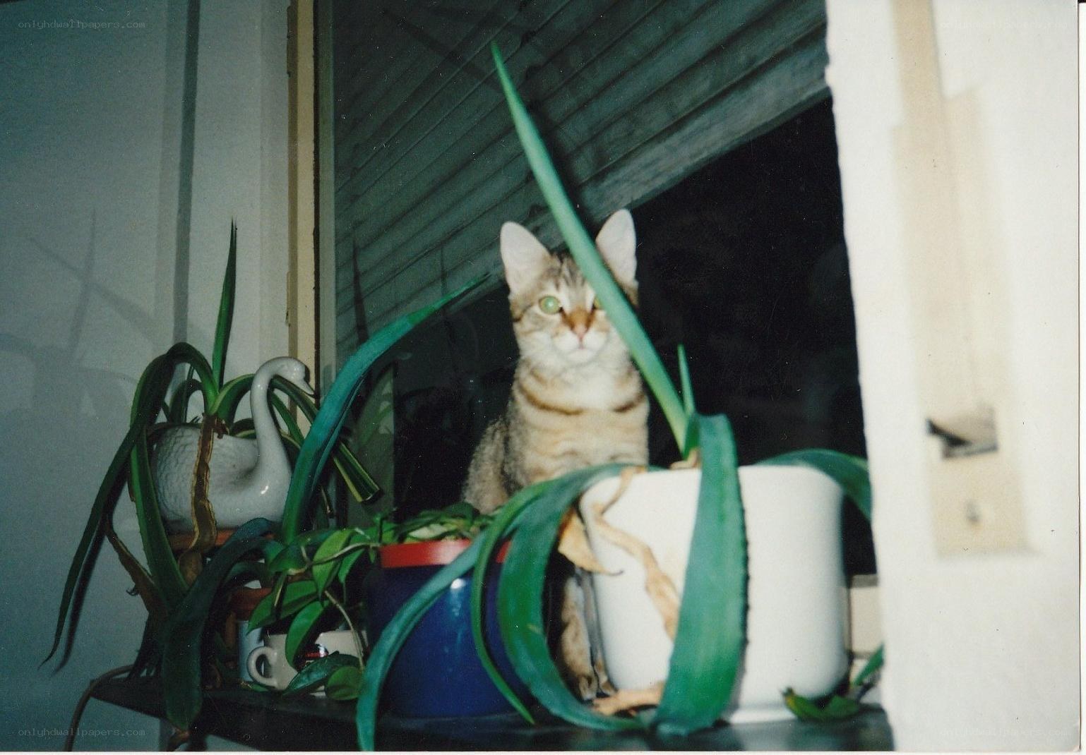 cat among houseplants