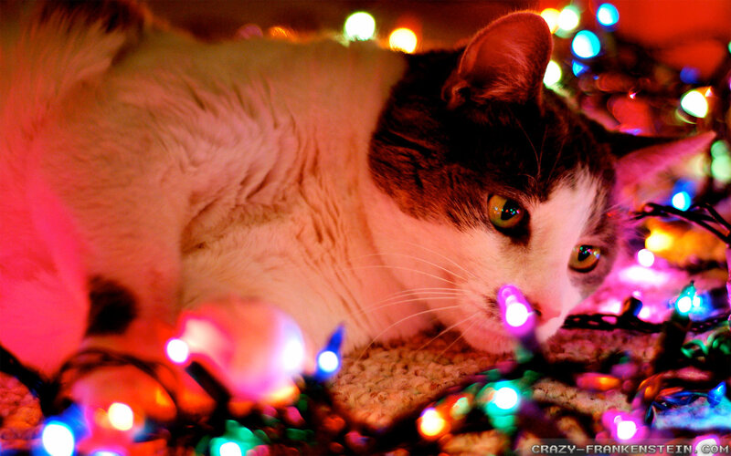 Cat Among Lights