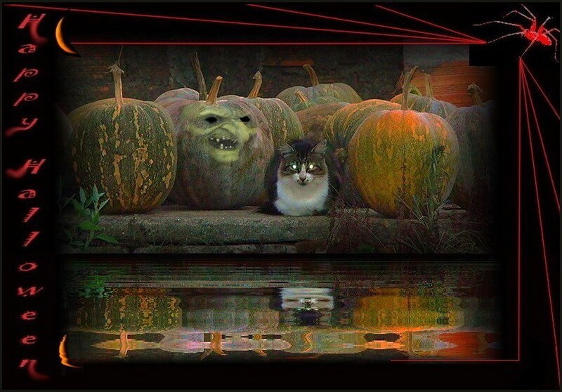 Cat Among Pumpkins