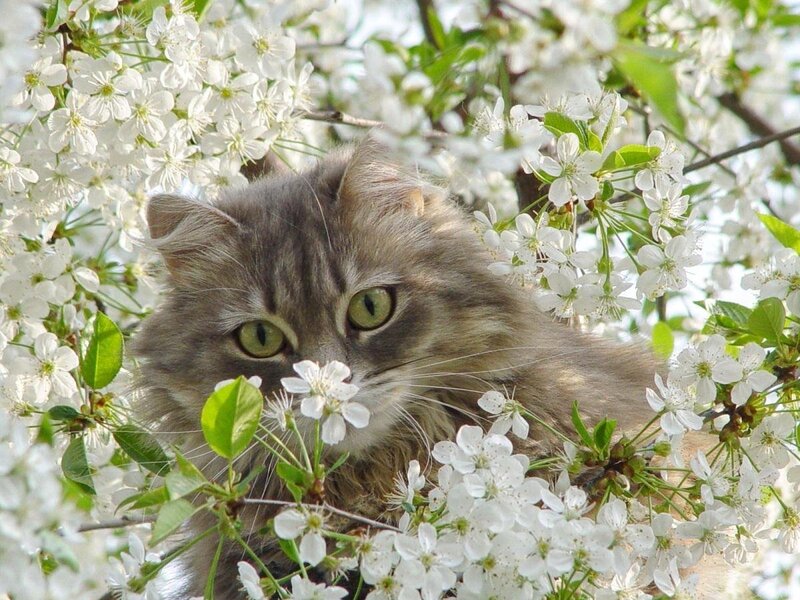 cat among white blossoms