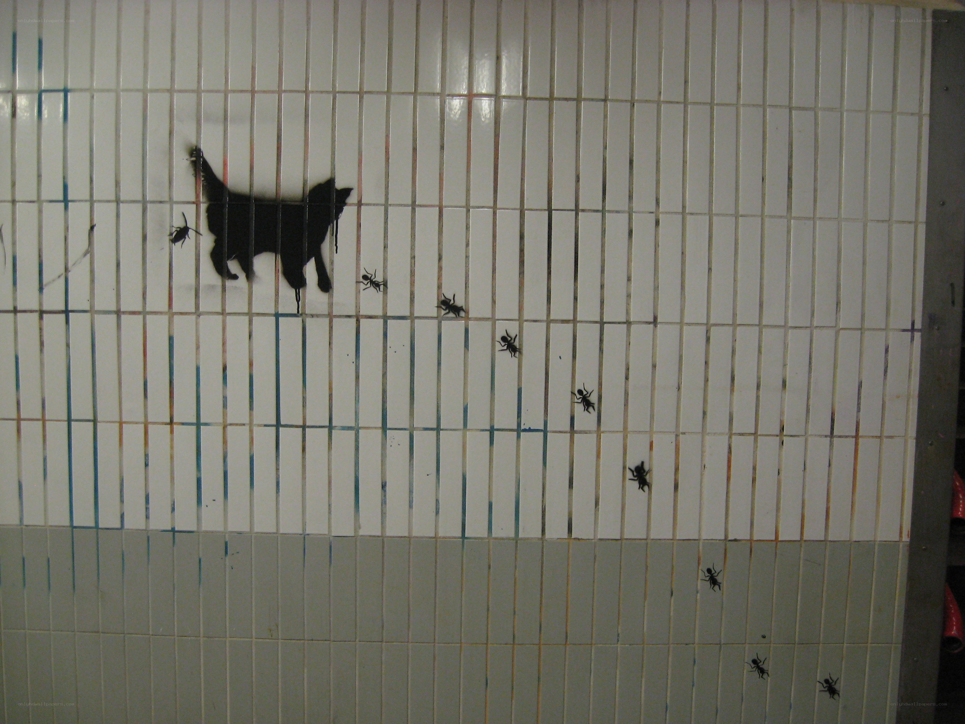 cat and ants on tiled wall