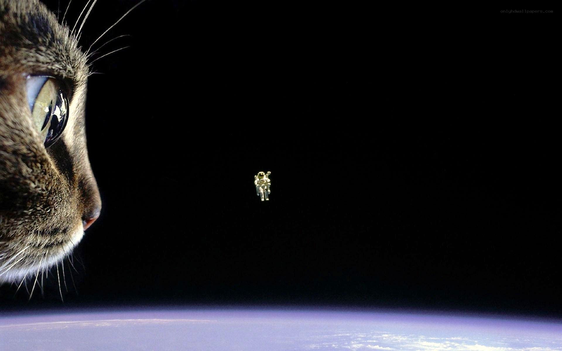 cat and astronaut in space