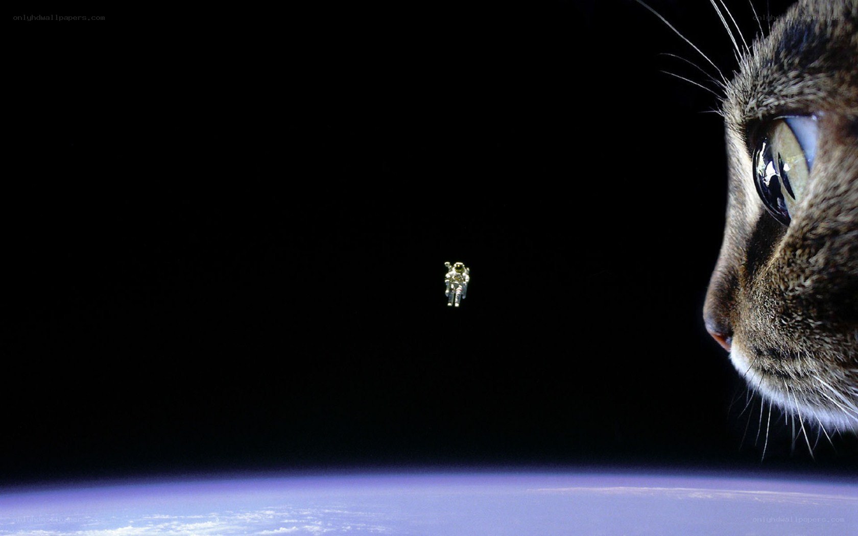 cat and astronaut in space