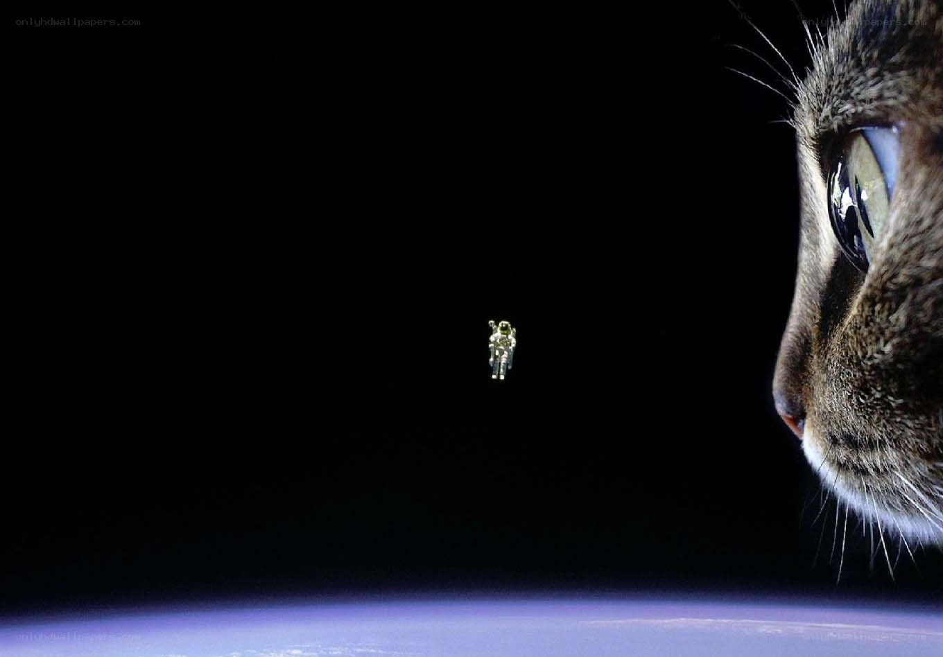 cat and astronaut in space