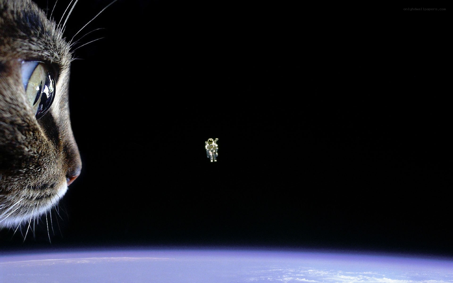 cat and astronaut in space