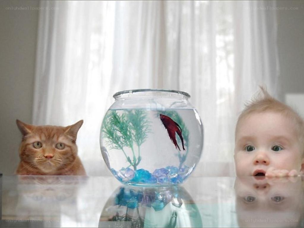 cat and baby watching fish