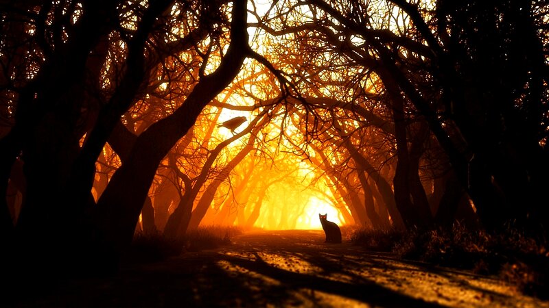 Cat and Bird in Forest