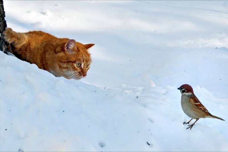 Cat and bird in the snow