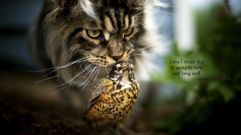 Cat and Bird Interaction — Brown