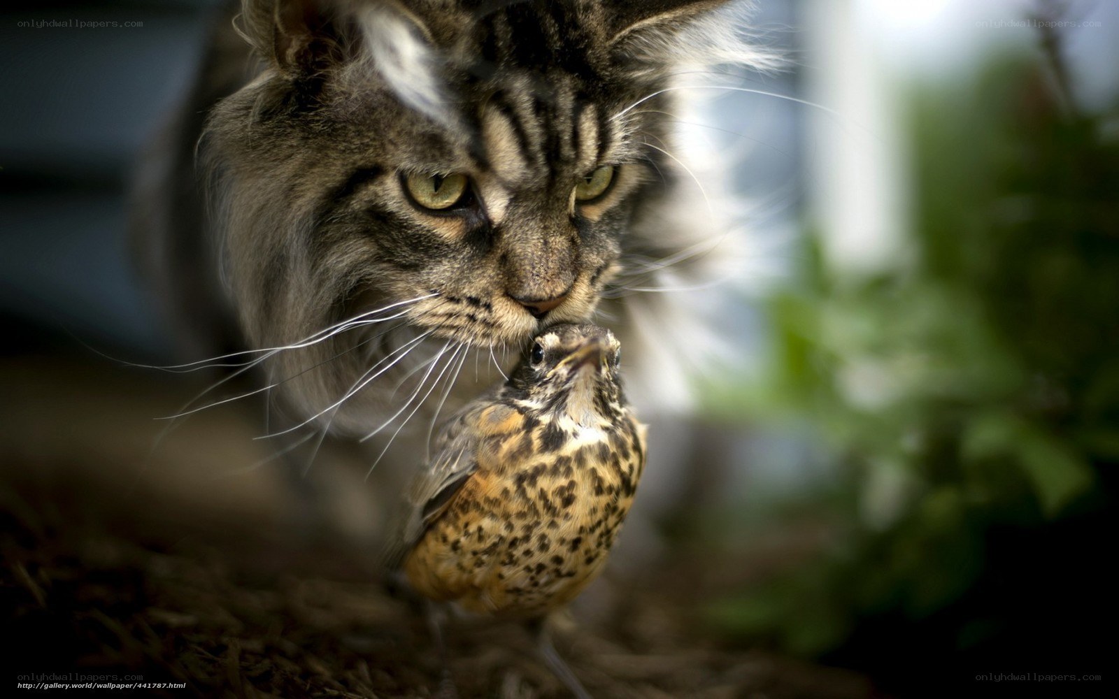 Cat and bird interaction
