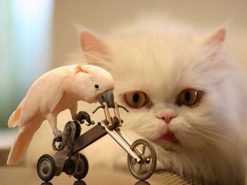 cat and bird on a toy bike
