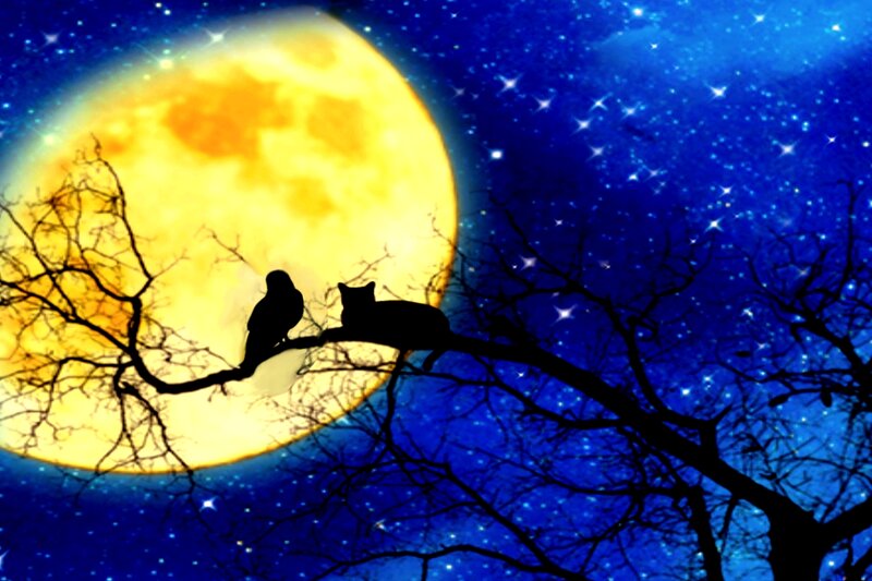 Cat and Bird on Branch