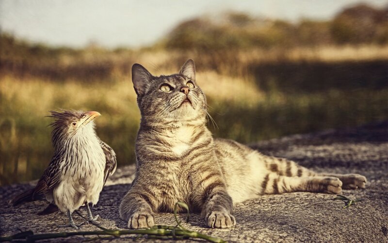 Cat and Bird on Rock