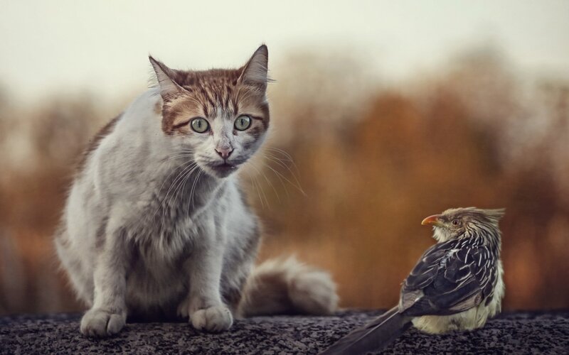 Cat and Bird on Surface