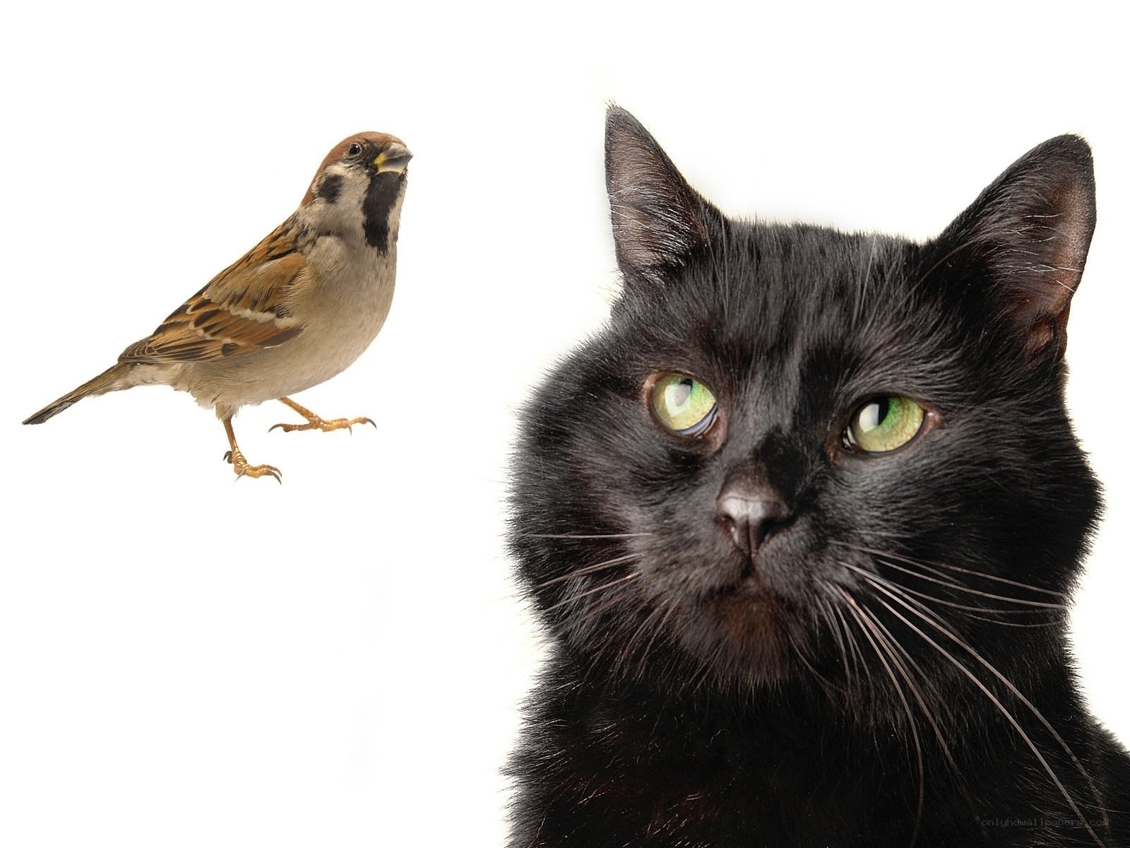 cat and bird on white
