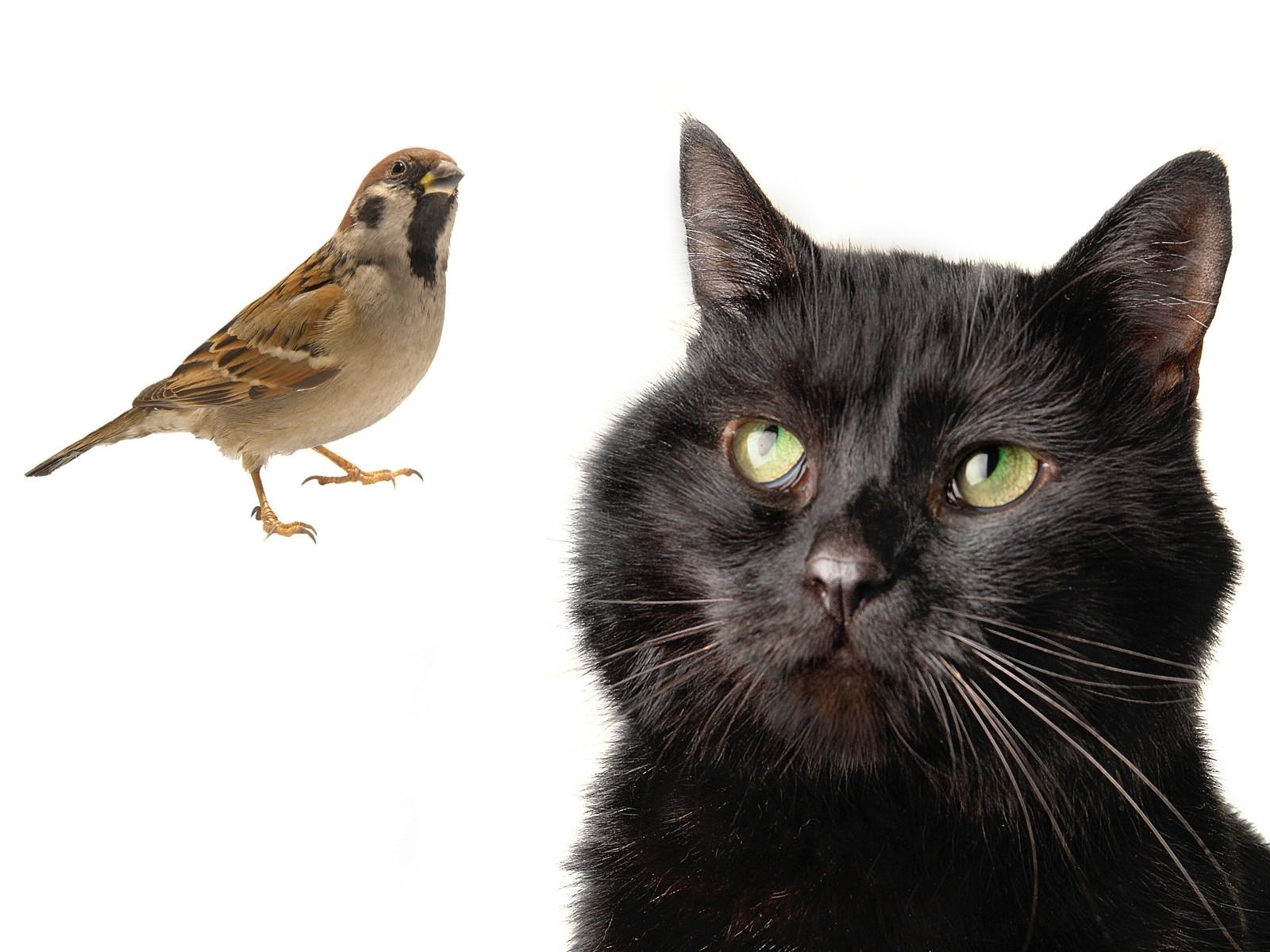 cat and bird on white