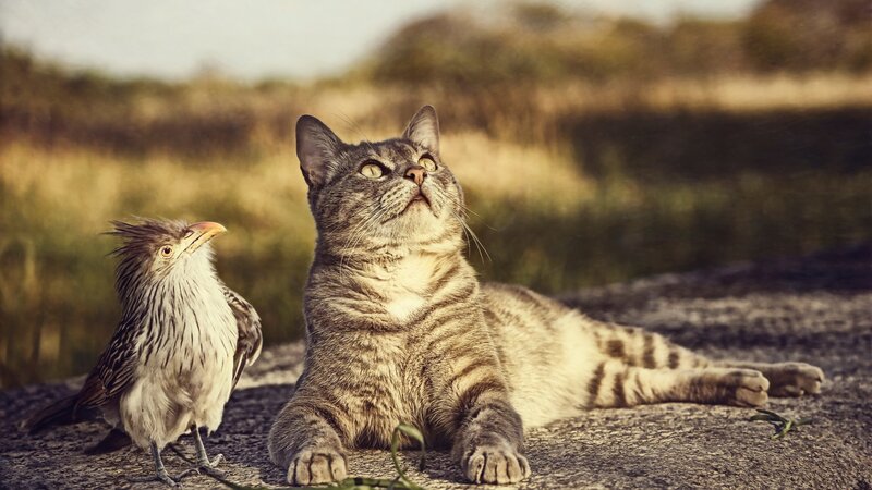 Cat and Bird Together — Brown