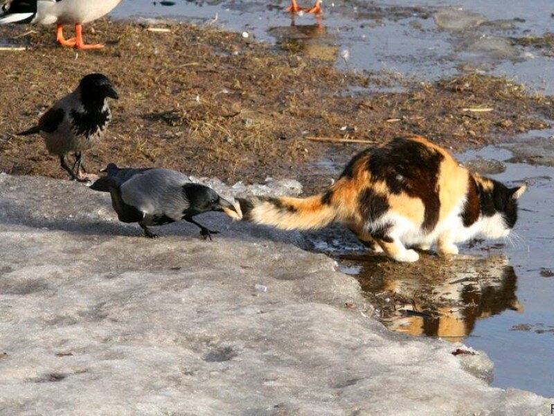 Cat and birds on ice