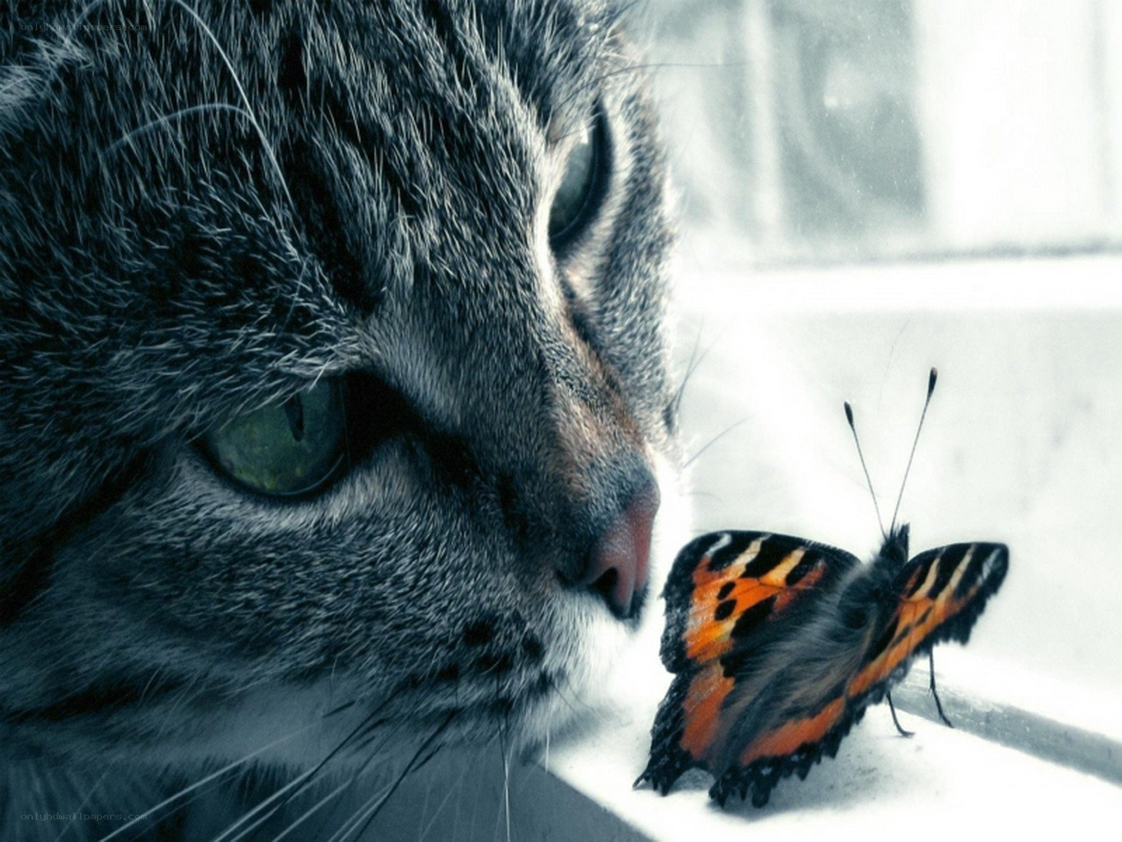 cat and butterfly at window