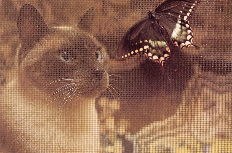 Cat and Butterfly — Brown