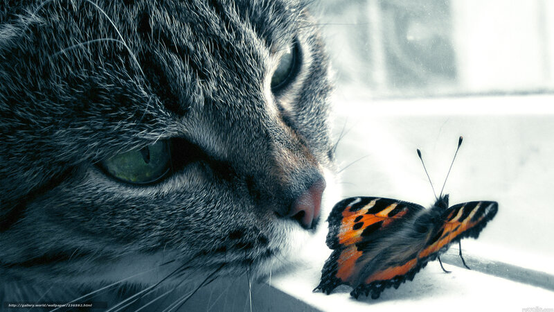 cat and butterfly close-up