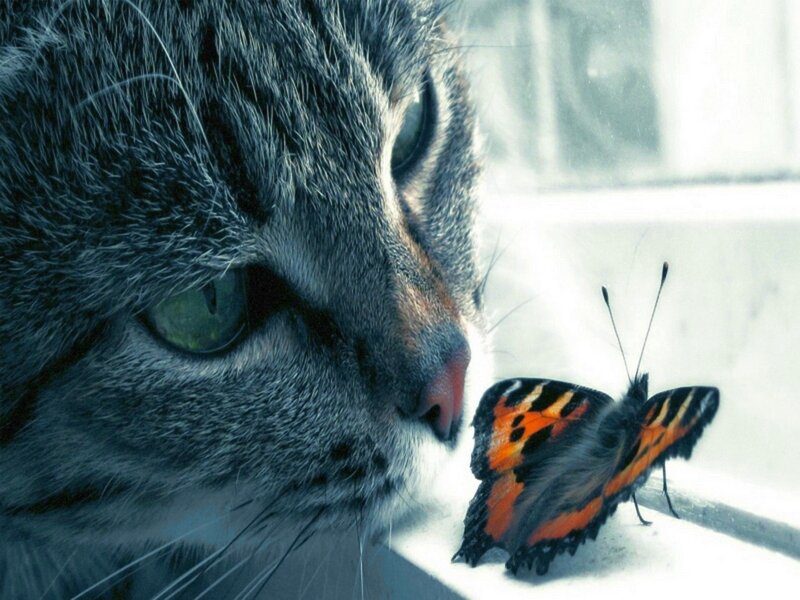 Cat and Butterfly