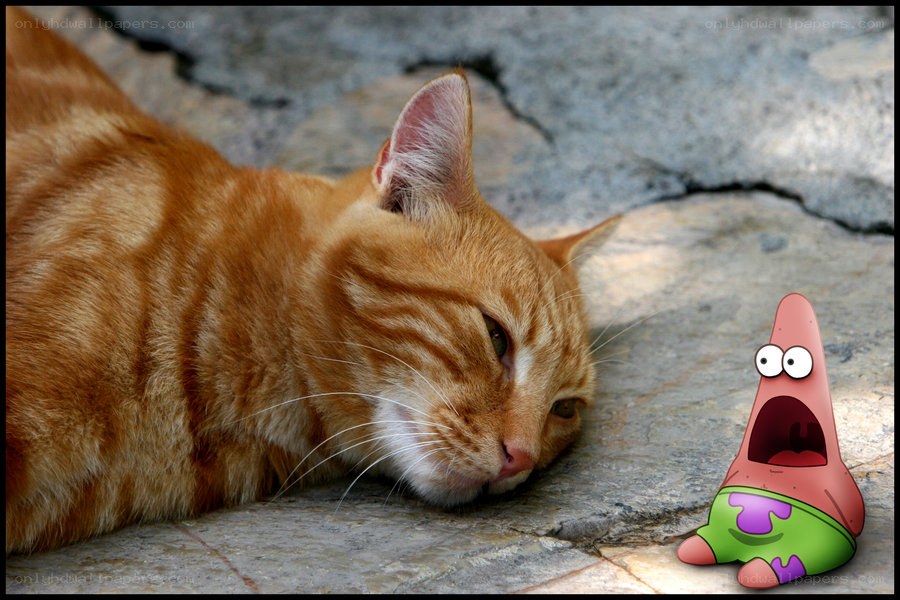 cat and cartoon character