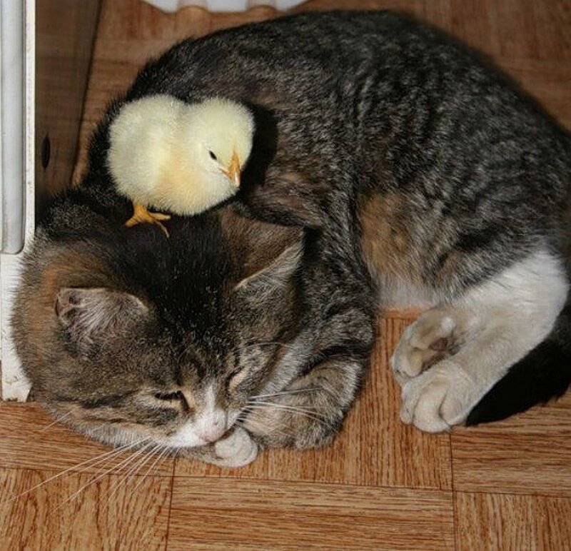 Cat and chick cuddling