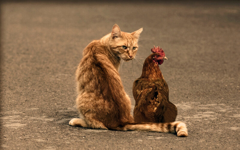 cat and chicken sitting together