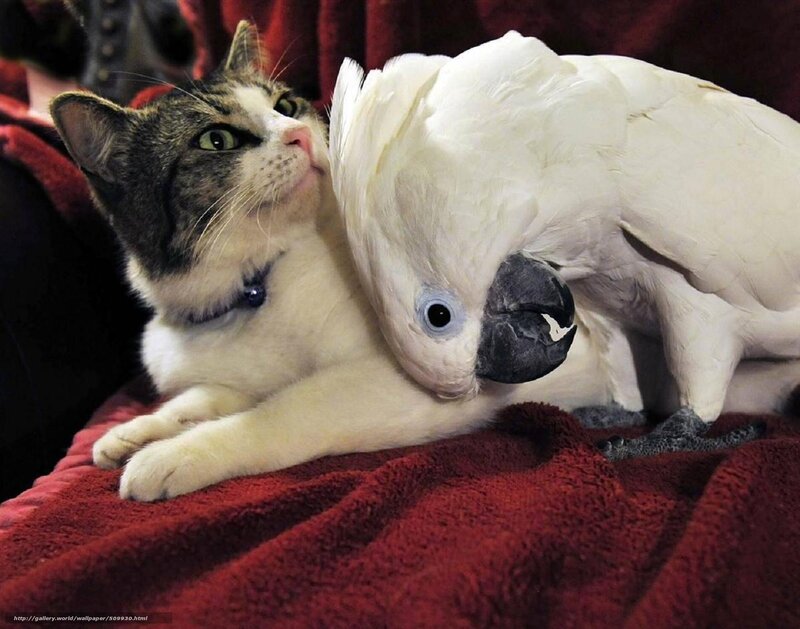 Cat and Cockatoo — Red, Calm