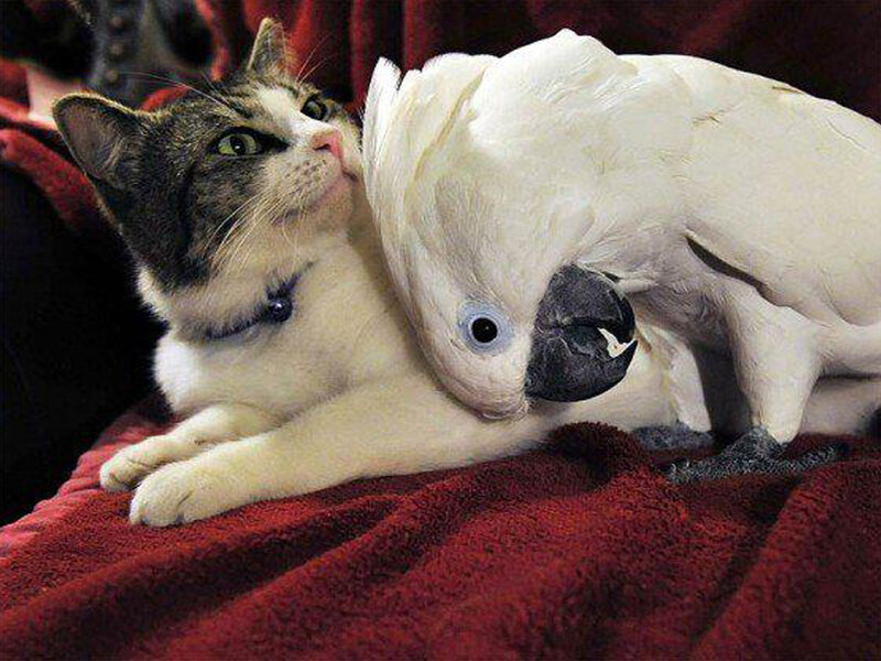 Cat and Cockatoo