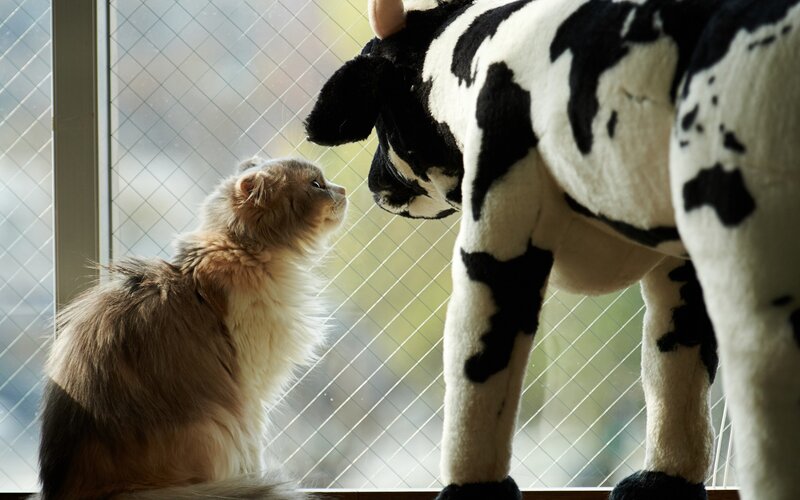 cat and cow plush toy
