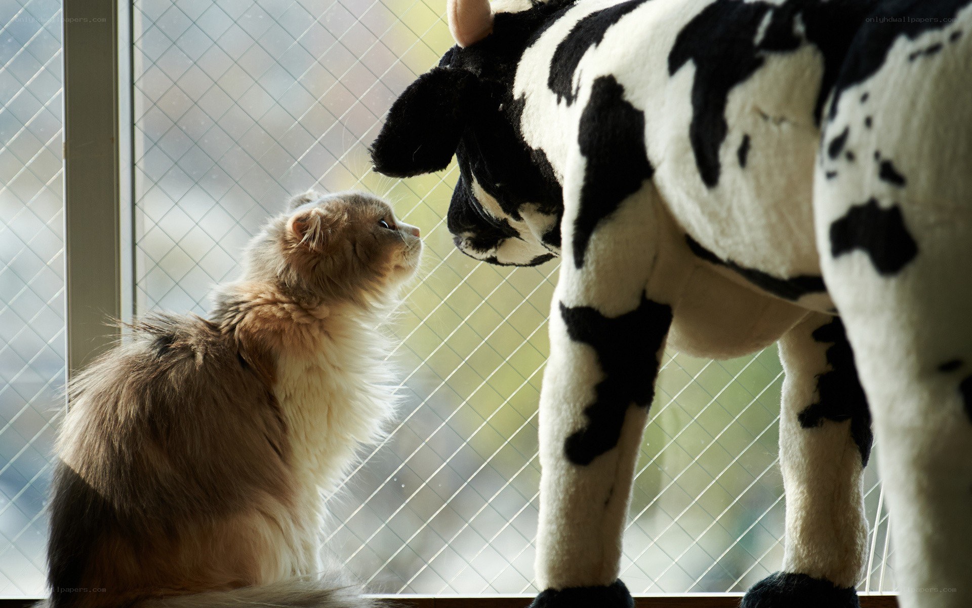 cat and cow plush toy